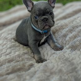 French Bulldog and Golden Retriever Puppies from Show me goldens and frenchies