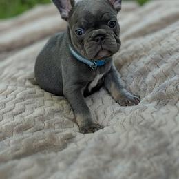 French Bulldog and Golden Retriever Puppies from Show me goldens and frenchies