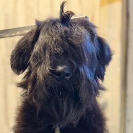 Pantu - Giant Schnauzer