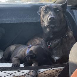 Belgian Malinois and xDutch Shepherd All Grown Up from Alliance K9