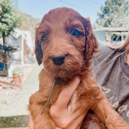 Irish Doodle Puppies from Foxrun Litters