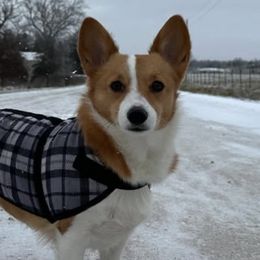 American Corgis and Pembroke Welsh Corgis from Rockin' CC Corgis