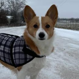 American Corgis and Pembroke Welsh Corgis from Rockin' CC Corgis