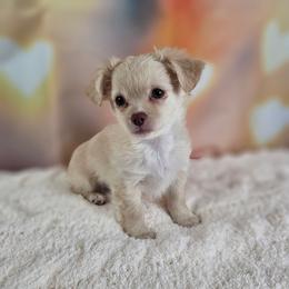 Butters - Fawn male Chihuahua puppy in Decatur, Illinois from Petite Pups