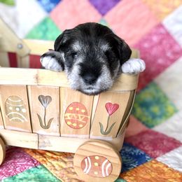 Miniature Schnauzer Puppies from MoonShadows Miniature Schnauzers