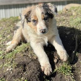 Will - Blue merle male Border Collie puppy in Olympia, Washington from Apex Border Collies