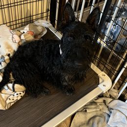 Scottish Terriers from Ballentine Scotties