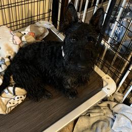 Scottish Terriers from Ballentine Scotties