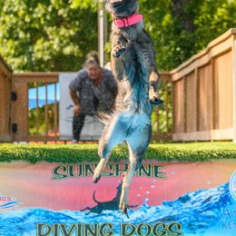 German Shepherd All Grown Up from Iron Legacy Working Dogs