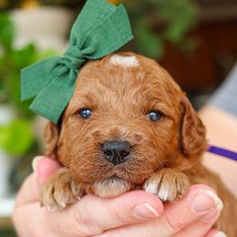 Brontë - Red  female Goldendoodle puppy in Salado, Texas from Red Ranch Dogs