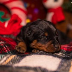 Beauceron Puppies from Beaucerons Des Vents