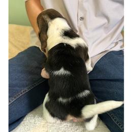 Basset Hound Puppies from Liberty Bassets
