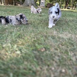 Aussiedoodle and Bernedoodle Puppies from Hickory Hideaway Doodles
