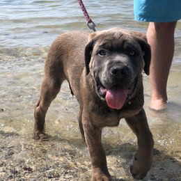 Cane Corso and Lowchen Puppies from High Royal Kennel