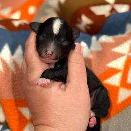 Eric - Black and white male Sheepadoodle puppy in Wharton, Texas from Little Fur Friends