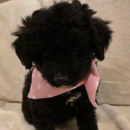 Dottie - Black female Bordoodle puppy in Churchill County Fallon, Nevada from Card Family Ranch