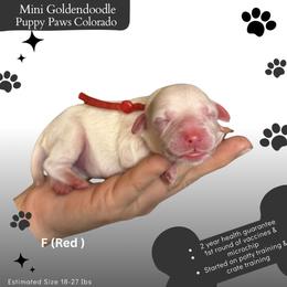 Red Collar - Parti female Goldendoodle puppy in Fort Lupton, Colorado from Puppy Paws Colorado