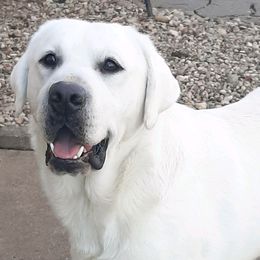 Artic - Labrador Retriever