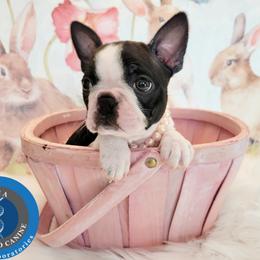 Boston Terrier Puppies from Our Gang Bostons