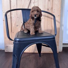 Black Boy- mini Goldendoodle - Red  male Goldendoodle puppy in Piedmont, South Carolina from The Farm at Saluda Ridge