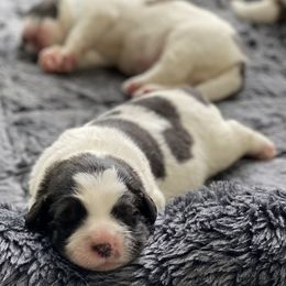 Pyrenean Mastiff puppies from Pyrenean Mastiff USA