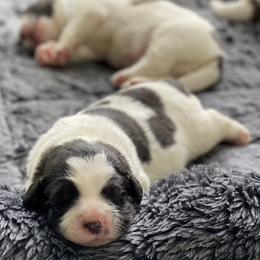 Pyrenean Mastiff puppies from Pyrenean Mastiff USA