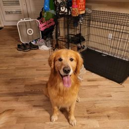 Duke - Golden Retriever