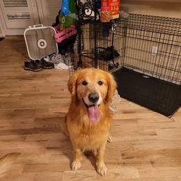 Duke - Golden Retriever