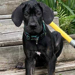 Great Dane Puppies from Sovereignty Woods Great Danes