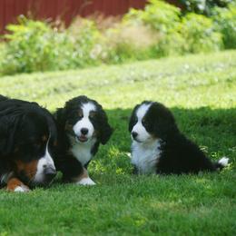 Bernese Mountain Dog Puppies from Lonesome Pine Farm
