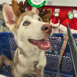 Pomeranian and Siberian Husky Puppies from Oasis Kennels