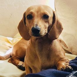 Honey - Dachshund