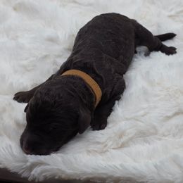 Brown- Max - Brown male Poodle puppy in Copperas Cove, Texas from Poodles of Valor