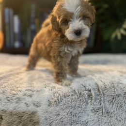 Bernedoodle and Goldendoodle Puppies from Dandelion Doodles