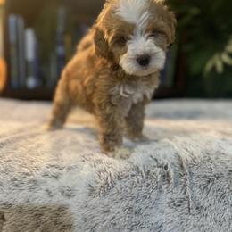 Bernedoodle and Goldendoodle Puppies from Dandelion Doodles