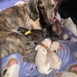 Dachshund Puppies from Temple’s Doxies