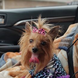 Bloodhound and Yorkshire Terrier All Grown Up from Buckingham Bloodhounds