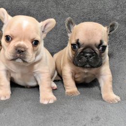 French Bulldogs from Flower Garden Frenchies