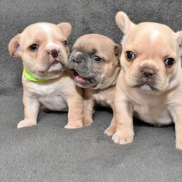 French Bulldogs from Flower Garden Frenchies