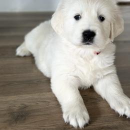 Golden Retriever and Labrador Retriever Puppies from Golden Bundles