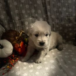 Miss Red - Light golden female Golden Retriever puppy in Perkasie, Pennsylvania from Winterview Golden Retrievers