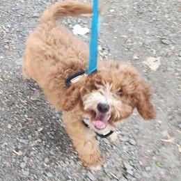 GRADUATION SALE Teal collar - Apricot male Goldendoodle puppy in Los Molinos Ca, California from Sunshine Sanctuary Doodles