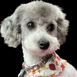 Mookie - Poodle