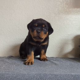 Rottweiler Puppies from Galaxia Rottweilers