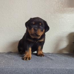 Rottweiler Puppies from Galaxia Rottweilers