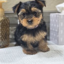 Pink Girls Black and Tan - Black and tan female Yorkshire Terrier puppy in Oregon City, Oregon from D’Luxe Kennels