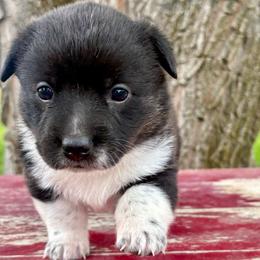 Winter - Brindle and white female American Corgi puppy in Preston, Idaho from KC Bar Ranch Aussies