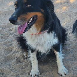 Dottie - Australian Shepherd