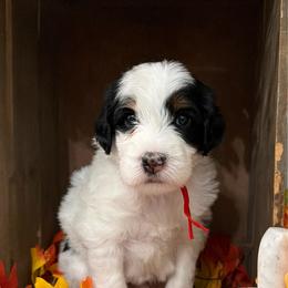 Sage - Black and white female Bernedoodle puppy in Gilbert, Arizona from The Berne Barn... it’s a Doodle thing!