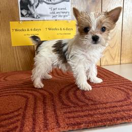 Boy 2 - Parti male Yorkshire Terrier puppy in Bear Creek, North Carolina from Yorkie Time